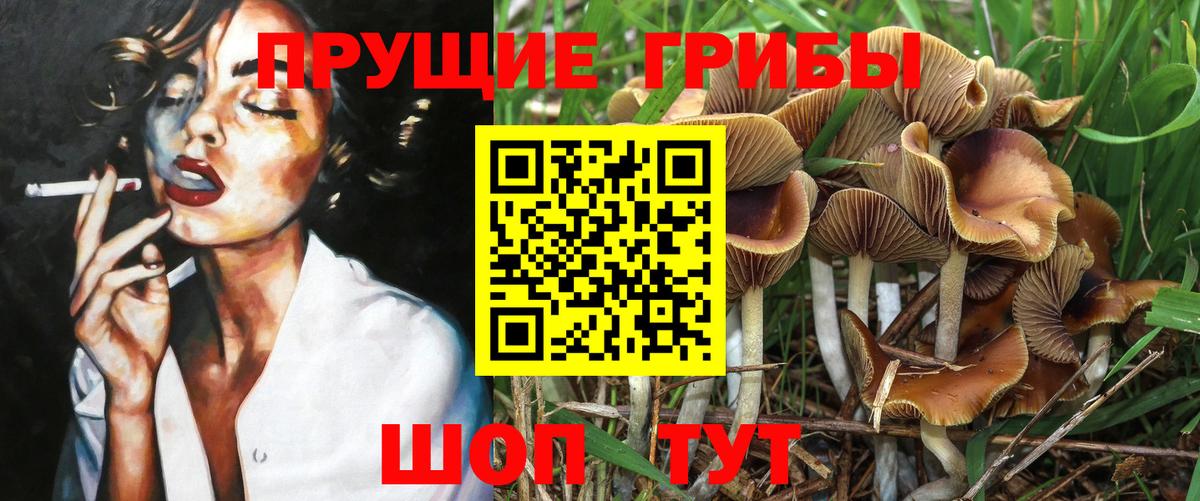 Галлюциногенные грибы Psilocybine cubensis  Вход с VPN  Псилоцибиновые грибы GOLDEN TEACHER  Котовск 